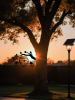 CIFbuy Sunny Yellow Honeycomb iron Wall Art Outdoor Bee and Tree Silhouette Garden Hanging Decor for Patio Yard Backyard(TikTok, temu pick-up service)