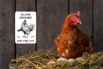Funny Chicken Gifts Chicken Cluck Around and Find Out Tin Sign for Home Farm Chicken Coop Farmhouse Kicthen Garden Decor